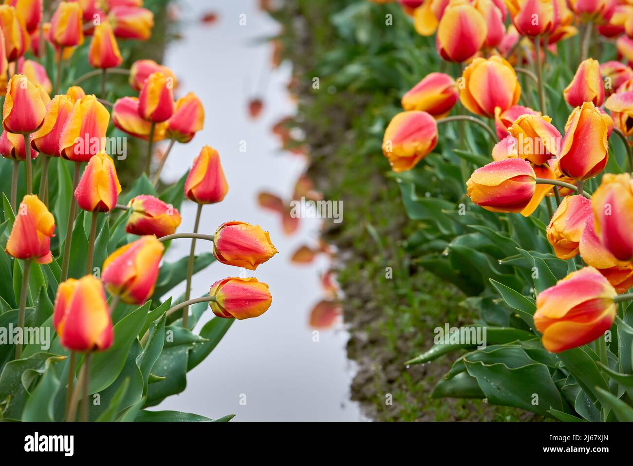 Rose avec des tulipes jaunes après la pluie. Une rangée de tulipes roses et jaunes dans un champ humide. Banque D'Images
