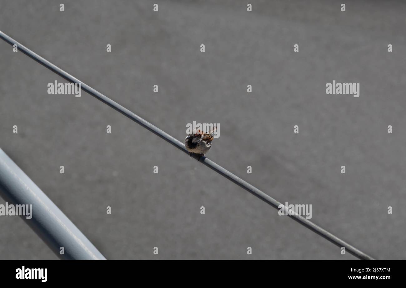 Sparrow est assis sur le poteau de feu de circulation Banque D'Images