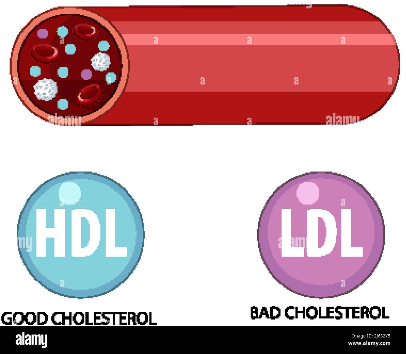 Types de cholestérol HDL et LDL illustration Image Vectorielle ...