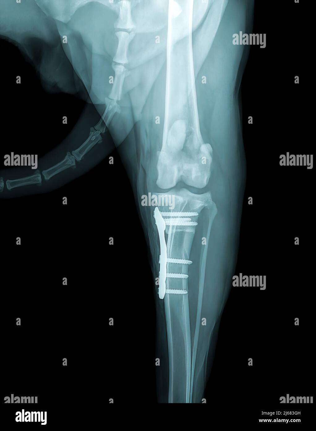 Fixation de fracture chien Banque de photographies et d’images à haute ...