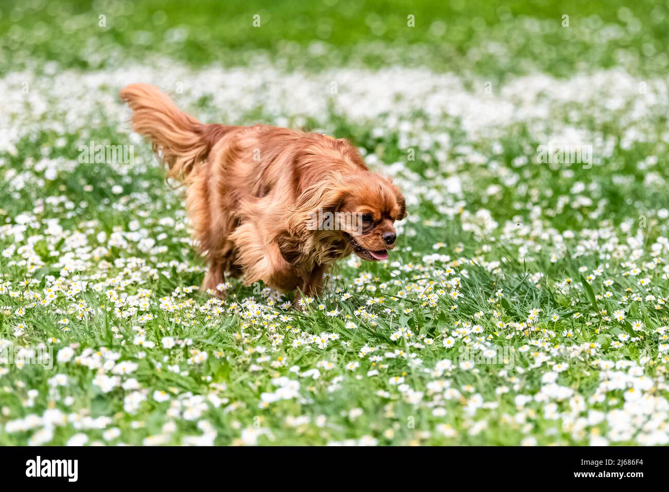 Un chien cavalier roi charles, un chiot rubis courant dans la nature, pâquerettes fleuries Banque D'Images