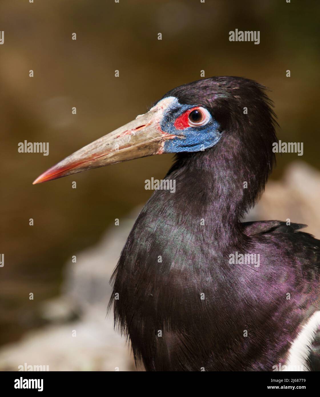 Amdims stork - Ciconia abdimii Banque D'Images