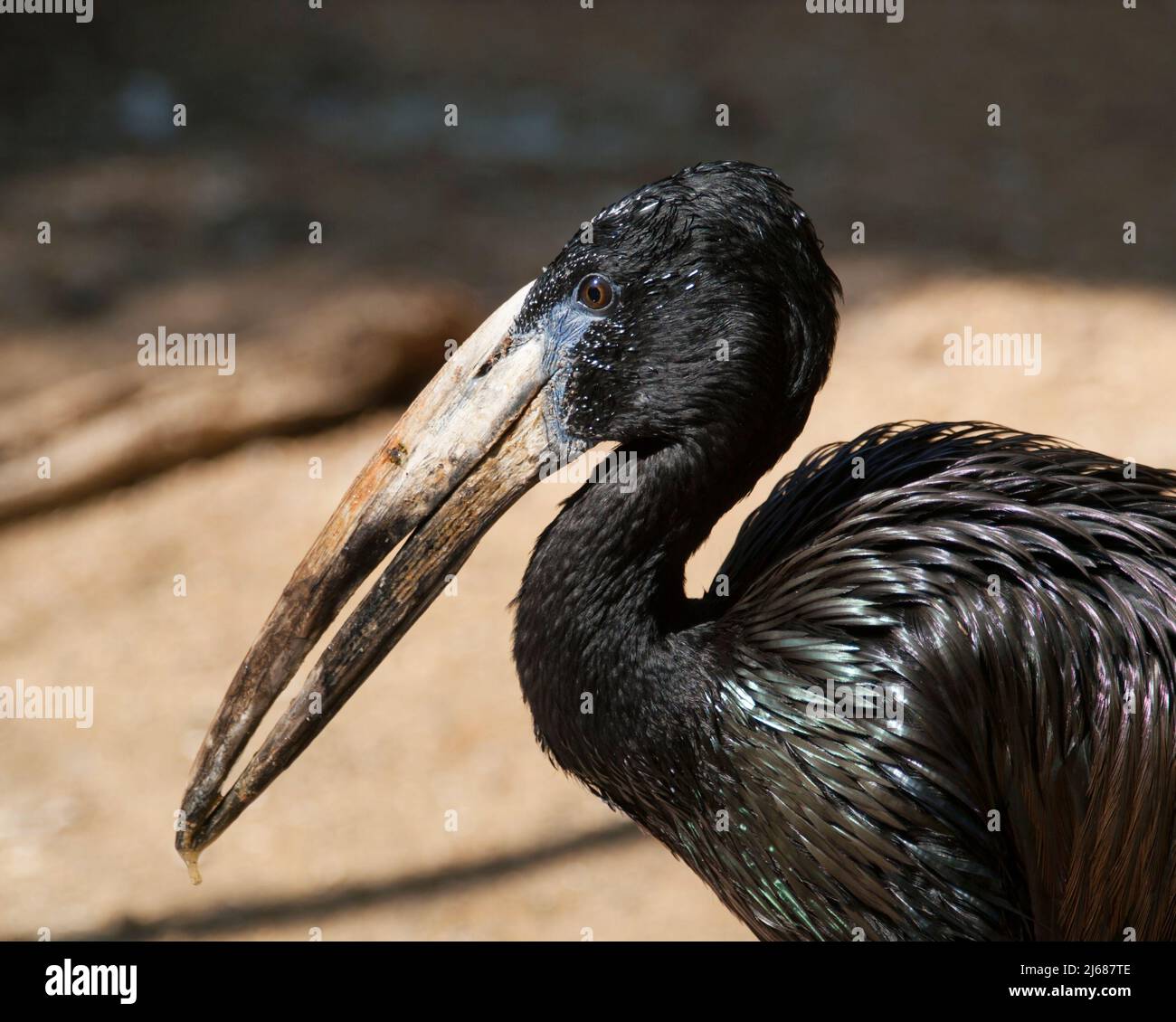 Portrait de l'openbill africain - Anastomus lamelligerus Banque D'Images
