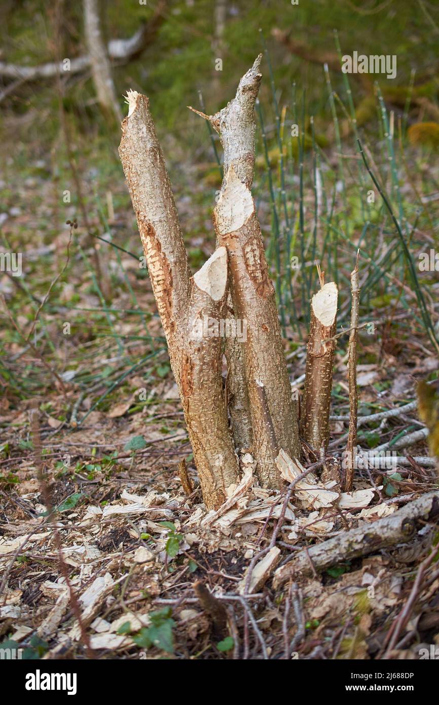 Tronc d'arbre brisé avec traces de dents de castor, vertical Banque D'Images