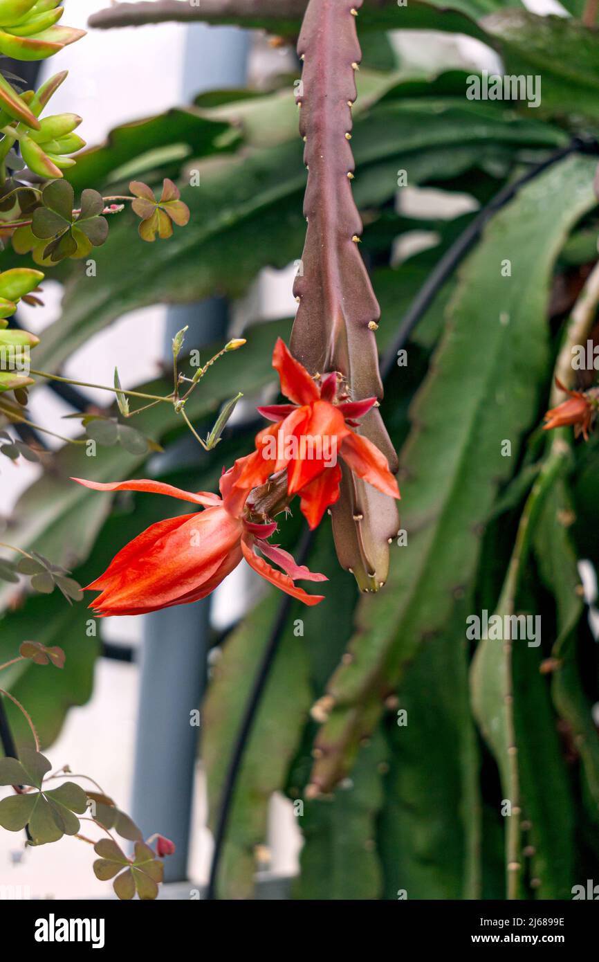 Des fleurs de cactus rouges fleurissent sur des feuilles vertes Banque D'Images
