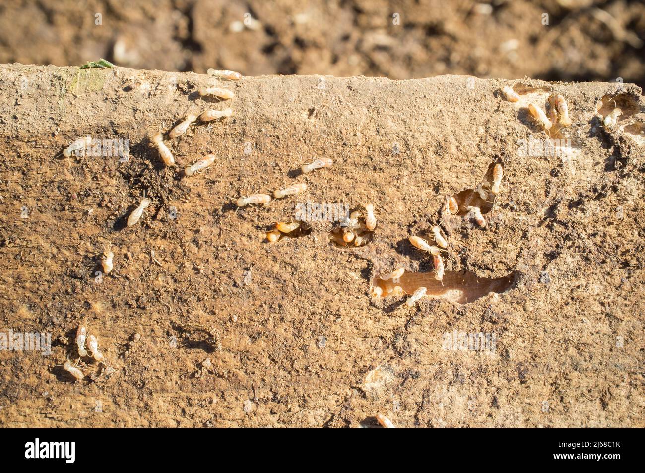 Termites travaillant sur de vieilles poutres en bois. Vue aérienne Banque D'Images