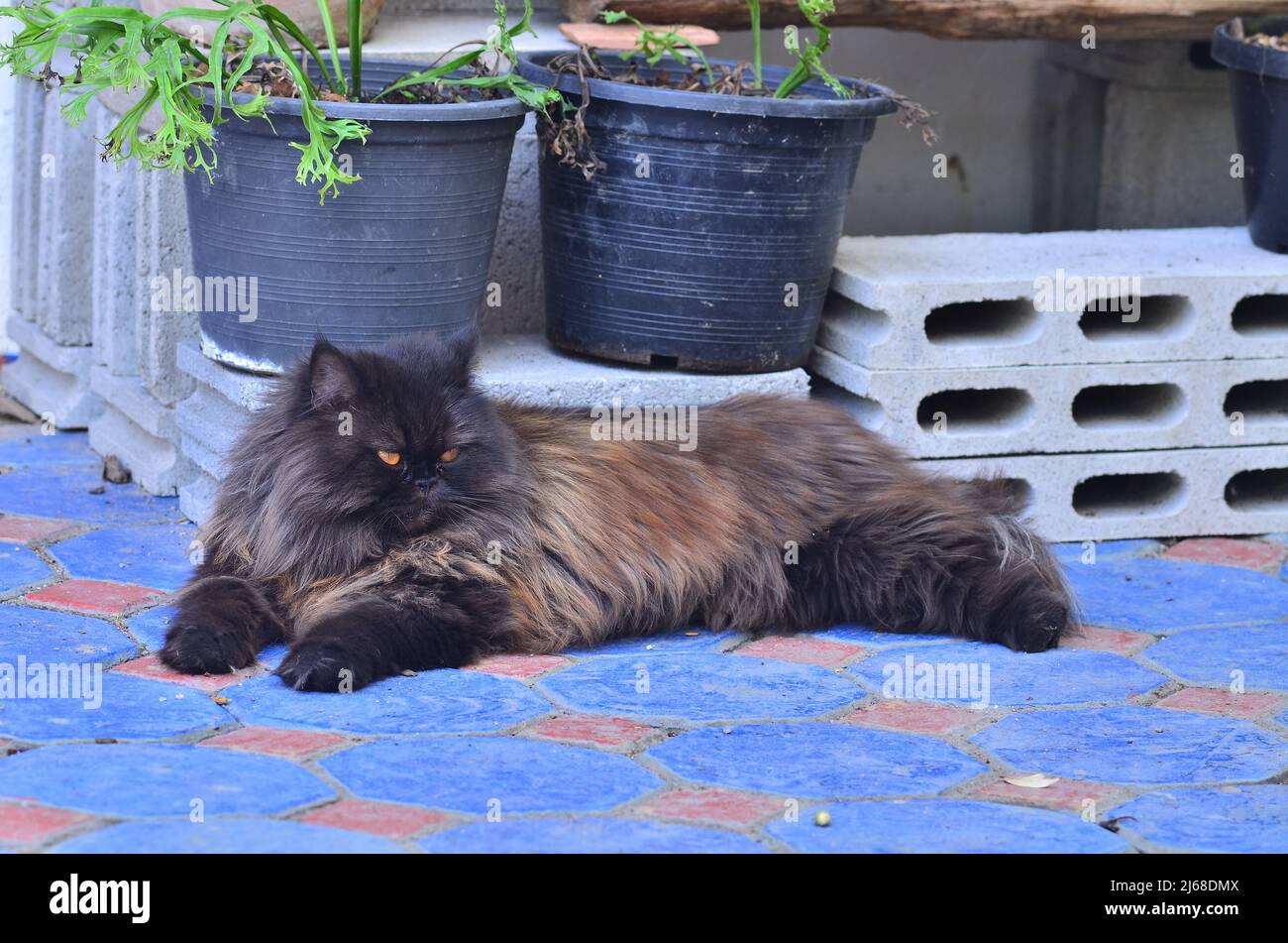 Magnifique chat noir dans le jardin Banque D'Images