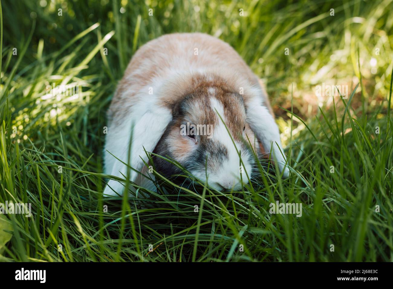 Le lapin domestique se plie dans une épaisse herbe verte Banque D'Images