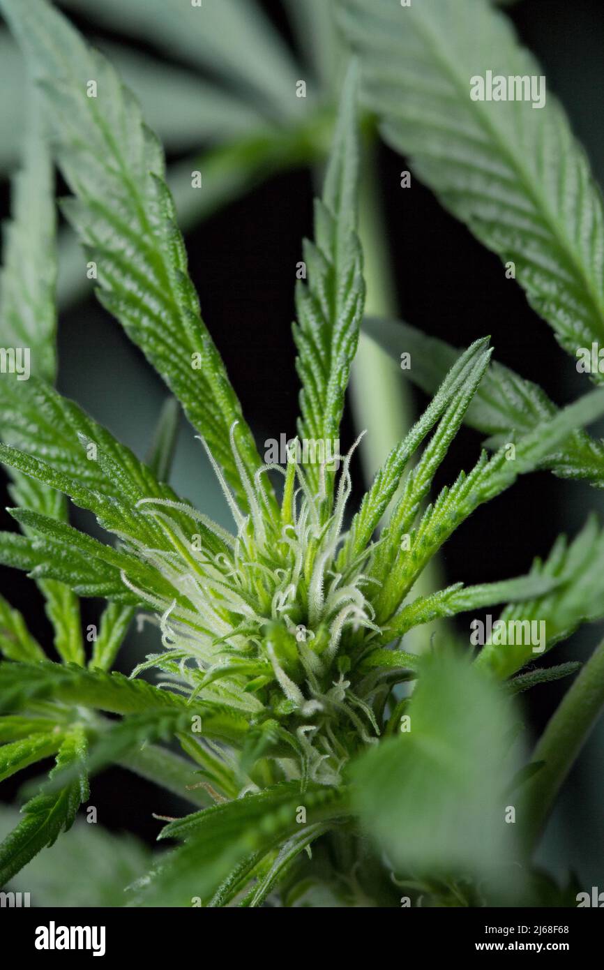 Photo macro de plante de marijuana trichhome Banque D'Images