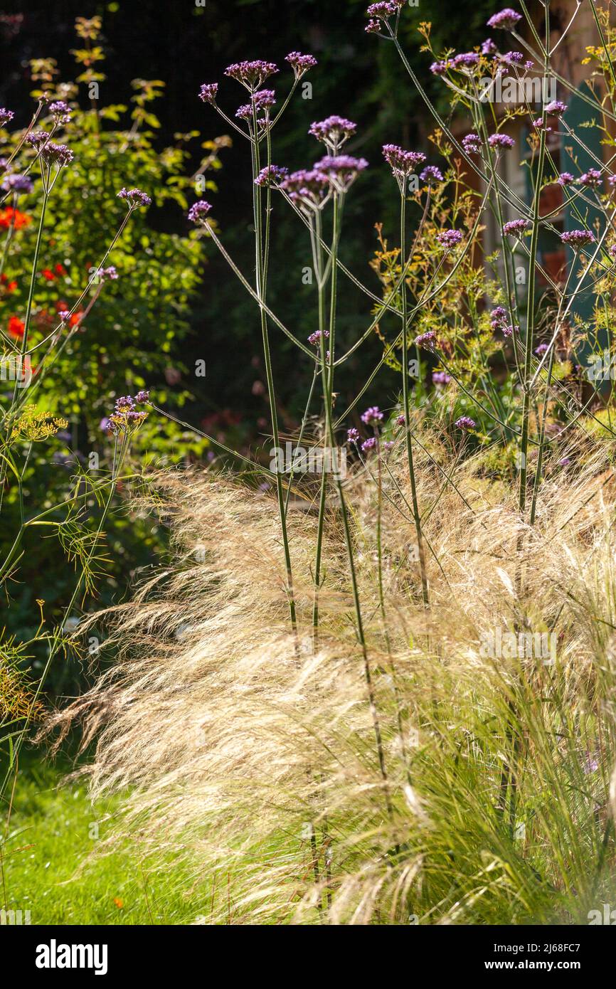 Verbena bonariensis et herbes douces dans un jardin écossais en août Banque D'Images