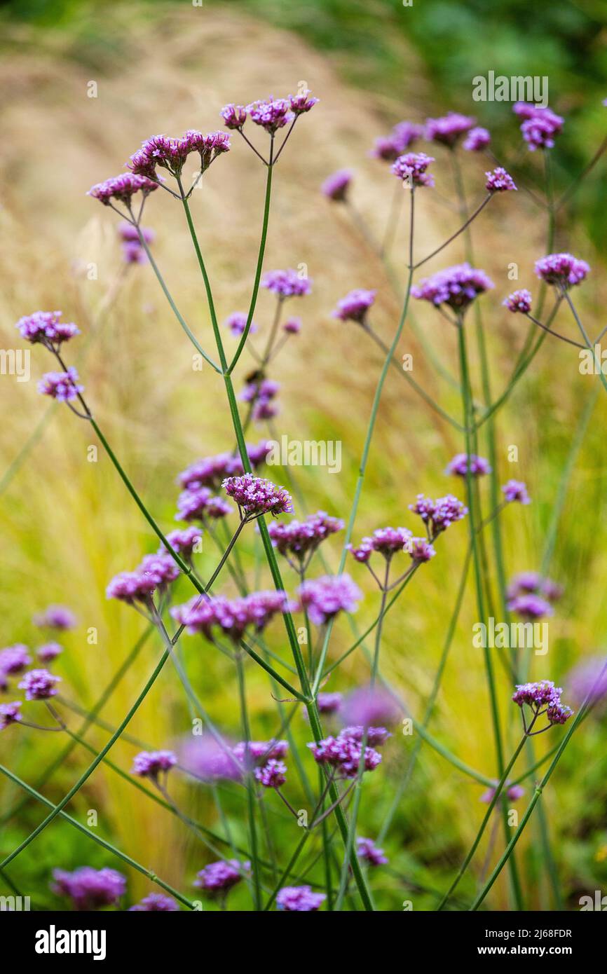 Verbena bonariensis, le purpetop vervain, clustertop vervain, argentin vervain, grand verbène ou joli verbène Banque D'Images