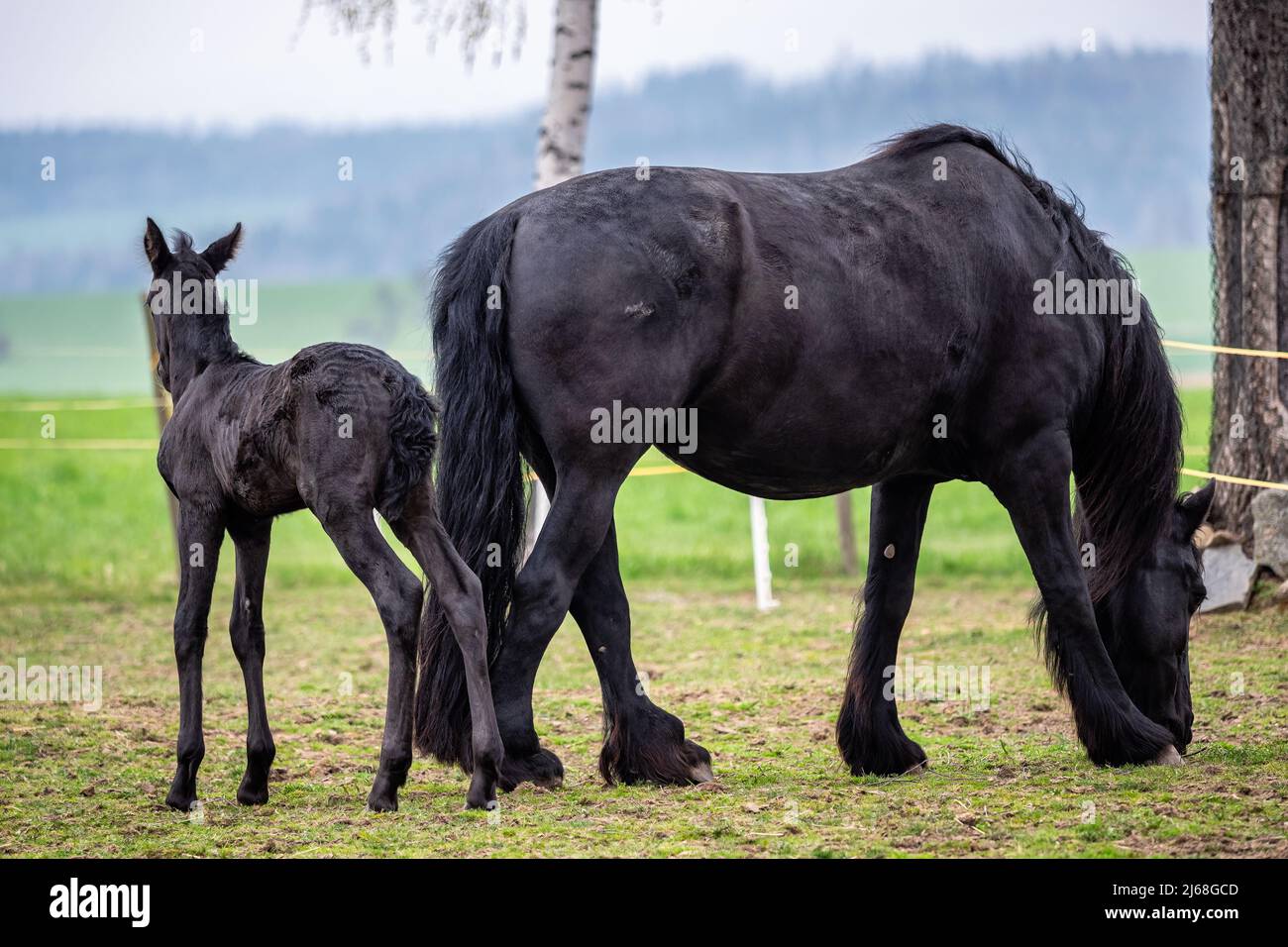 Jument noir et foal dans le pâturage. Banque D'Images