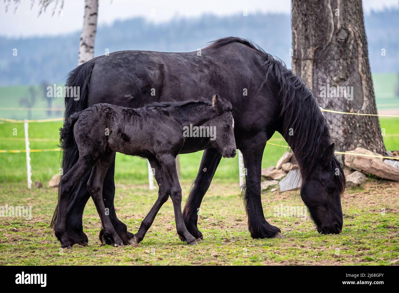 Jument noir et foal dans le pâturage. Banque D'Images