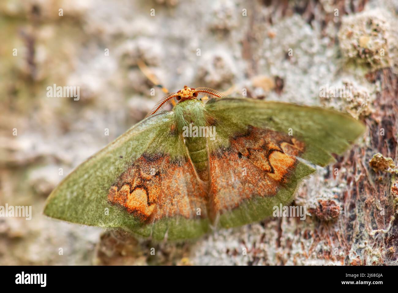 Geometer Moth - Pyrochlora rhanis, magnifique papillon coloré des forêts d'Amérique du Sud, pentes orientales des Andes, Wild Sumaco Lodge, Equateur. Banque D'Images