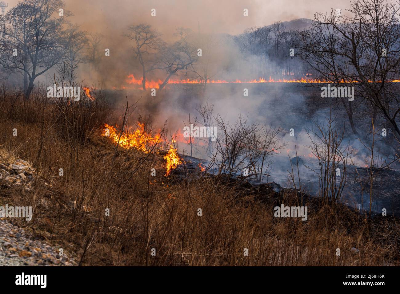 Feu de forêt. Le feu dans la forêt, l'herbe sèche et les arbres brûlent Banque D'Images