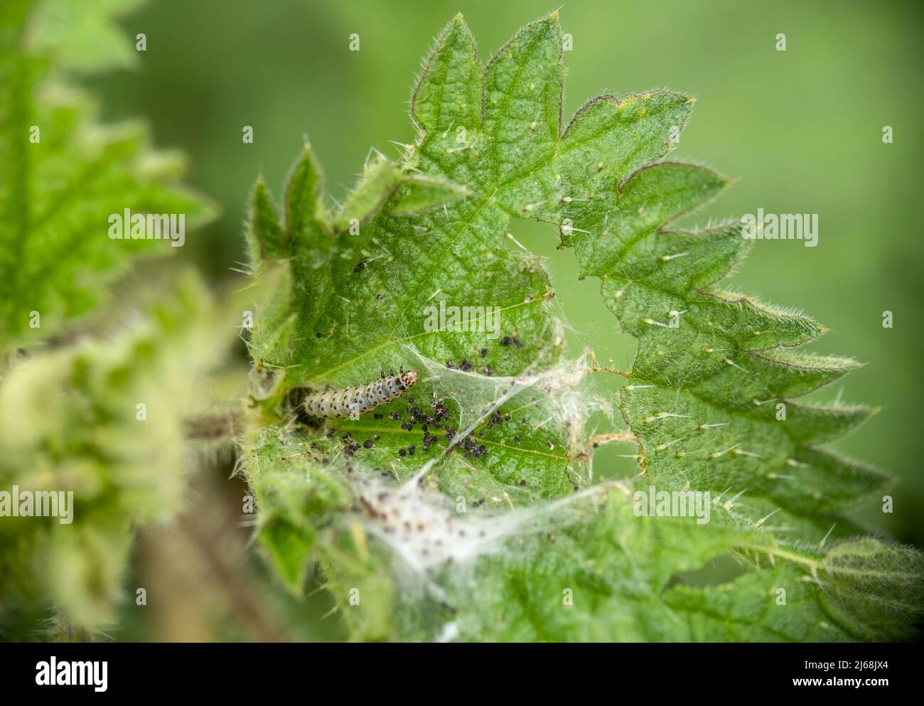 Chenille d'Anthophila fabriciana, appelée papillon des bois de Nettle. Banque D'Images