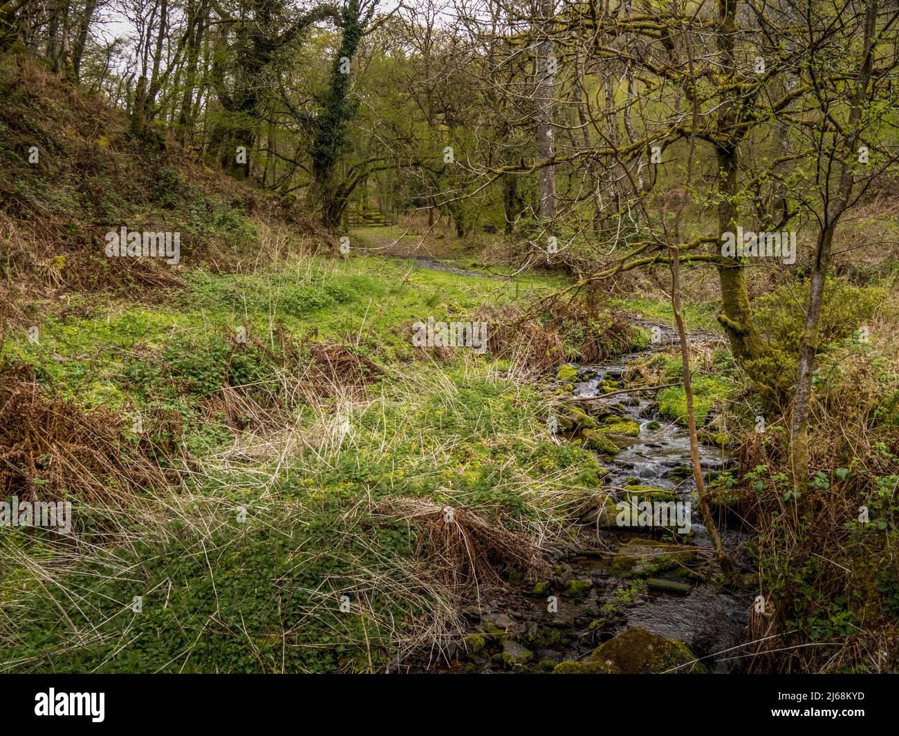 Détails du paysage d'Exmoor, avec ruisseau, en avril. Banque D'Images