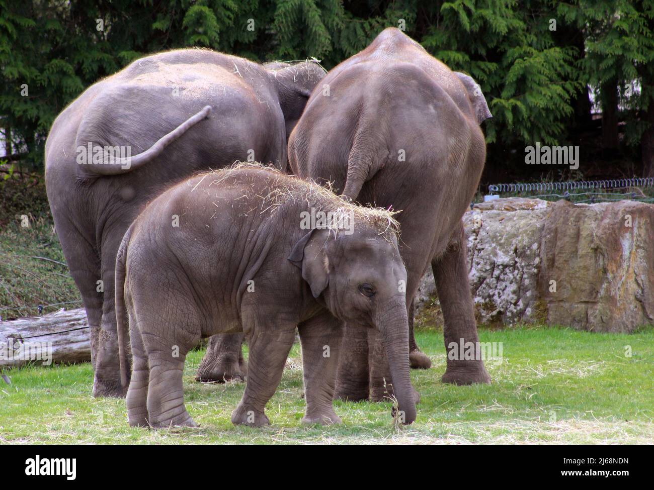 Un éléphant d'Asie (Elepha maximus) au zoo de Prague, République Tchèque, 28 avril 2022. (CTK photo/Milos Ruml) Banque D'Images