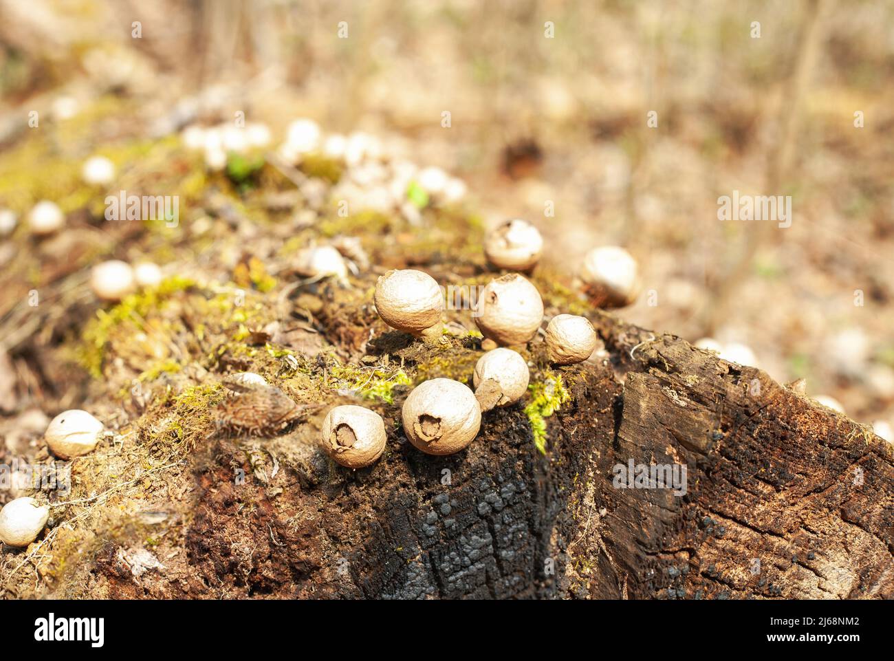 Séchez les champignons en forme de poire sur une vieille souche de près sur l'arbre tombé. Pyriforme d'Apioperdon brun ou petit champignon séchée en gros plan Banque D'Images