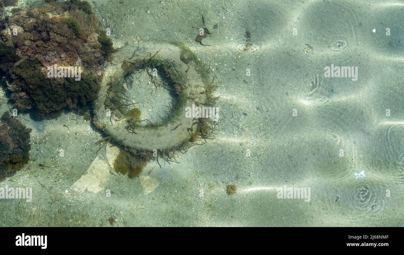 Vue de dessus de l'anémone de mer et les algues poussent au-dessus de pneus de secours coulé dans la mer. Banque D'Images