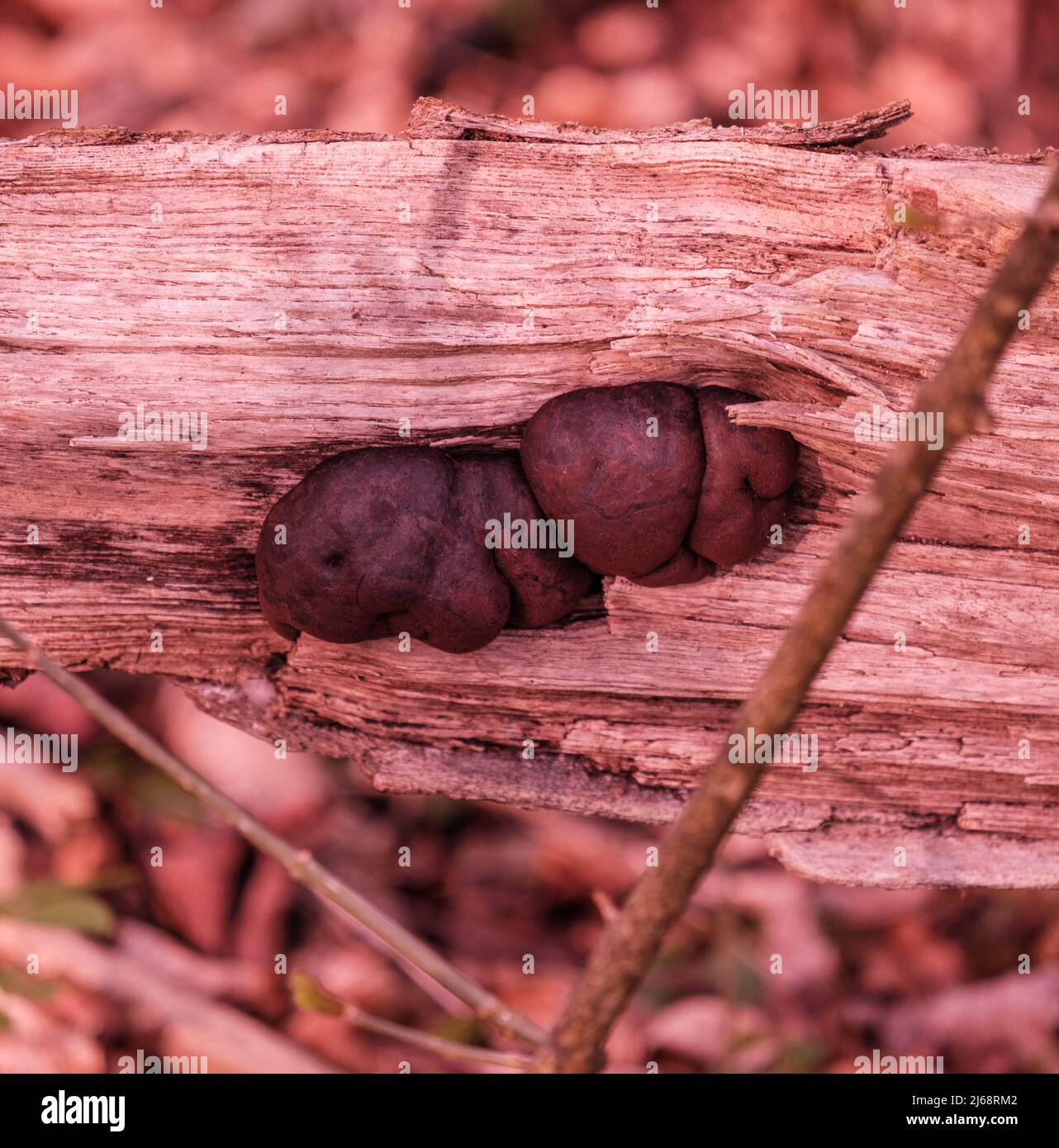 Daldinia concentrica - gâteaux du roi Alfred - champignons - croissance sur bois de rotage Banque D'Images