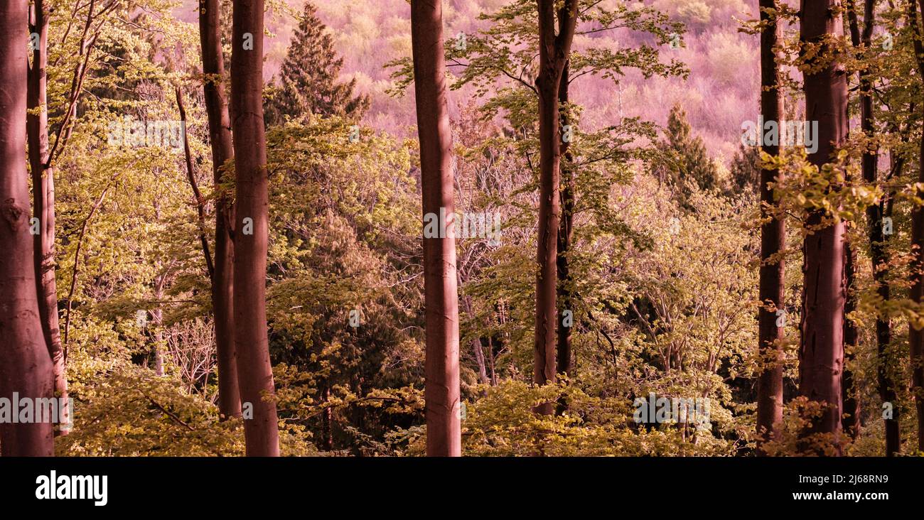 Bois de hêtre au printemps avec vue sur la forêt éloignée Banque D'Images