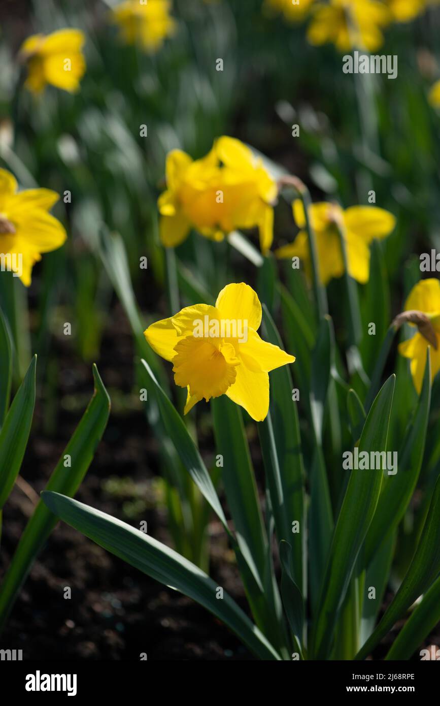 Grosse jonquille à collerette, Narcissus Pentewan sur lit à fleurs Photo  Stock - Alamy