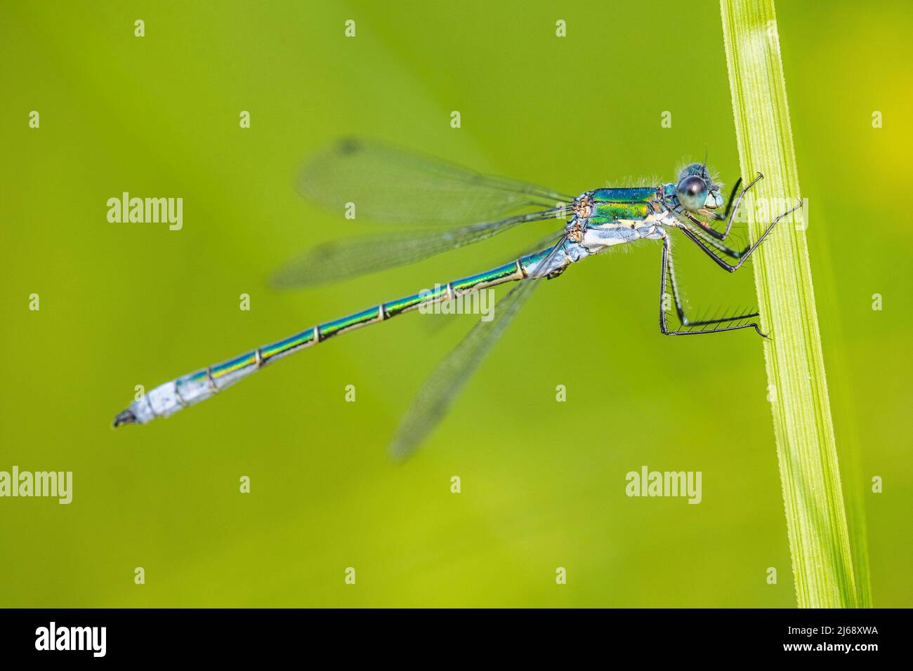 Lestes dryas, un mâle, les noms communs incluent l'emerald tartiwing, la rare emerald damselfly et la robuste tartiwing. Banque D'Images