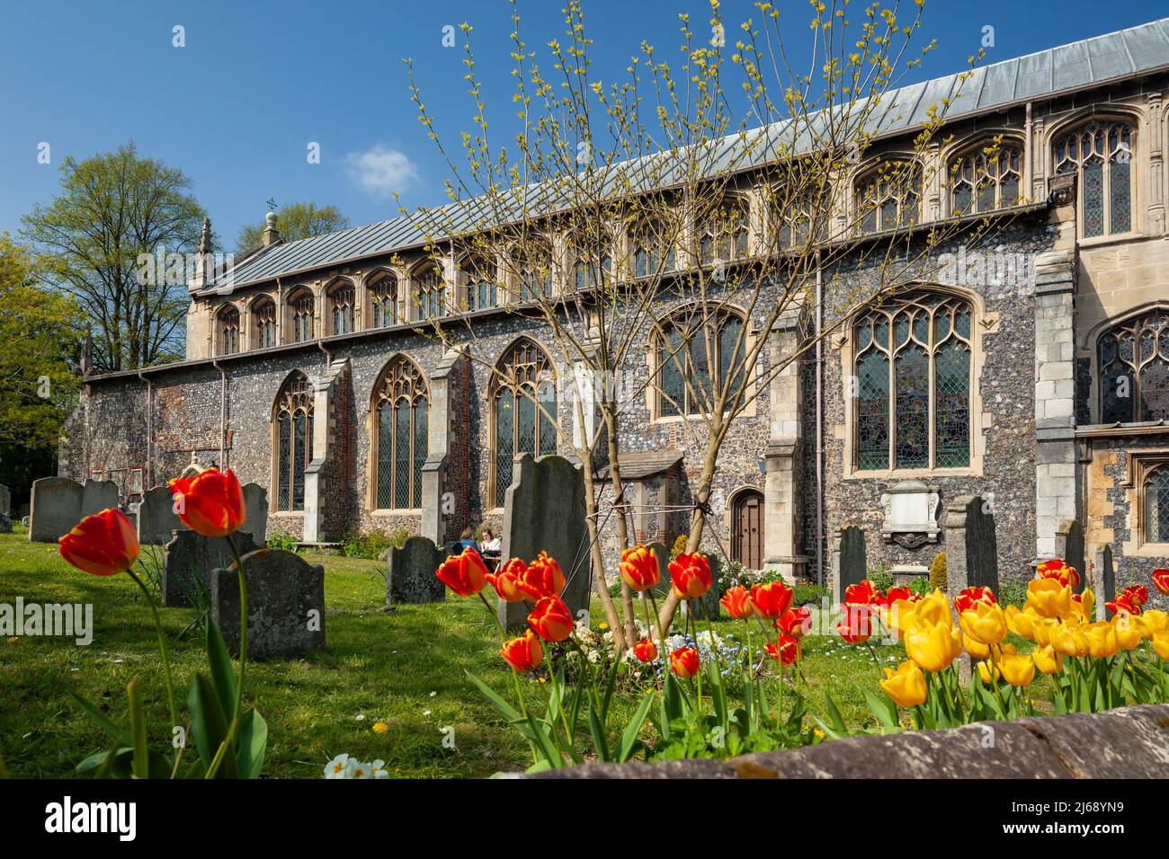 Tulipes à l'église St Stephe dans le centre-ville de Norwich, Norfolk, Angleterre. Banque D'Images