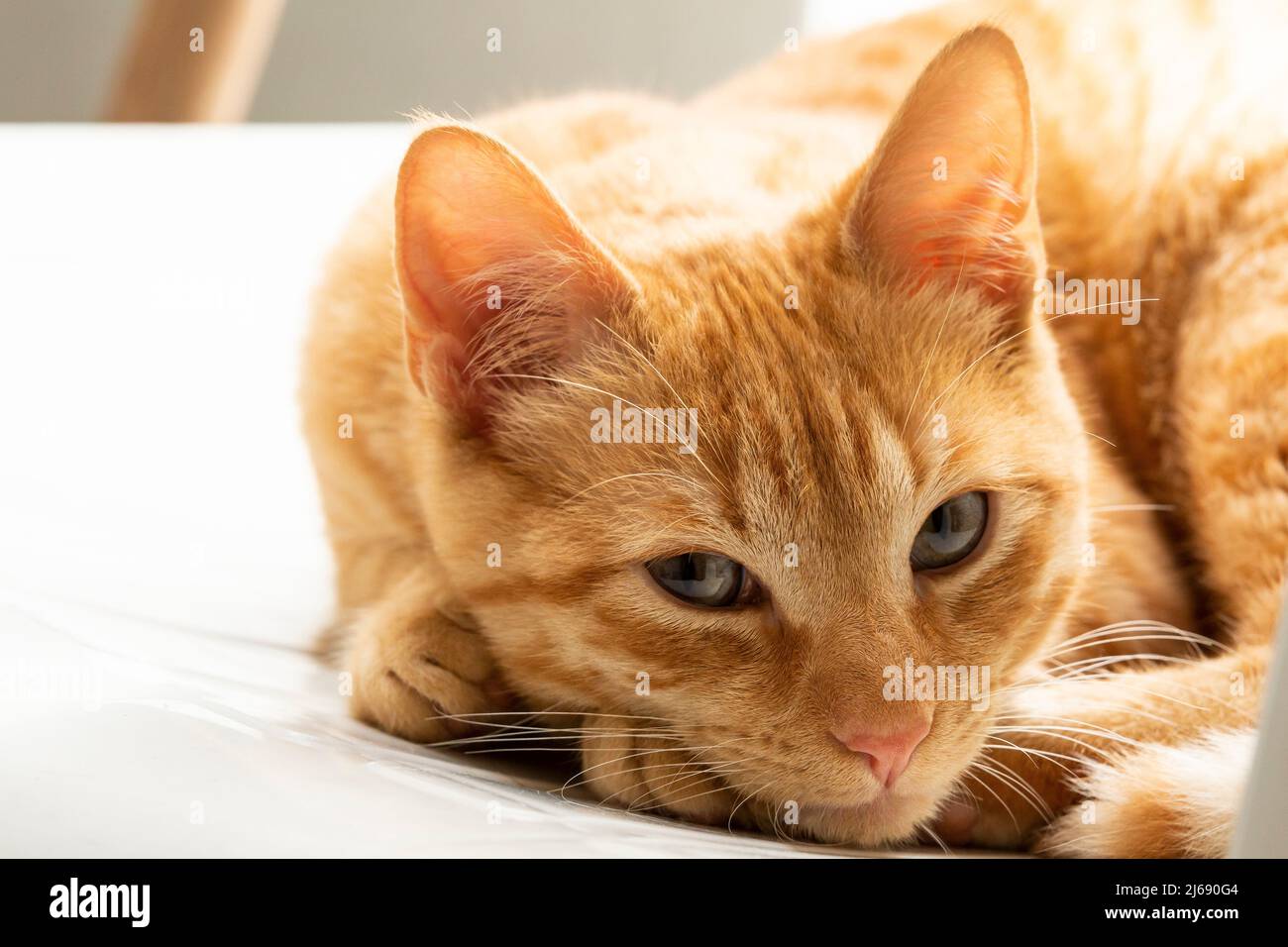 Felis Catus - chien magnifique chat orange Banque D'Images