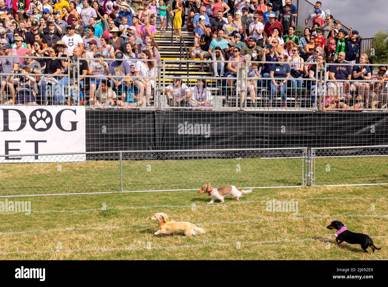 Buda, Texas 2022 Wiener Dog Festival Banque D'Images