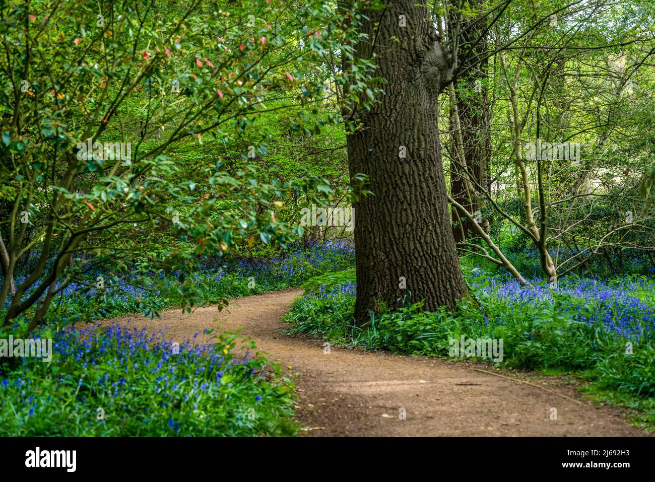 Bluebells à Isabella Plantation, Richmond Park, Londres, Angleterre, Royaume-Uni Banque D'Images