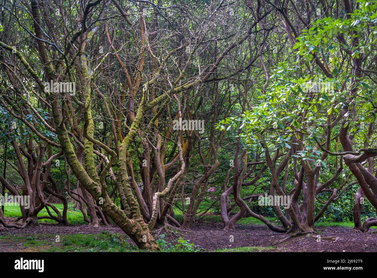 Filiales de Rhododendron, Isabella Plantation, Richmond Park, Londres, Angleterre, ROYAUME-UNI Banque D'Images