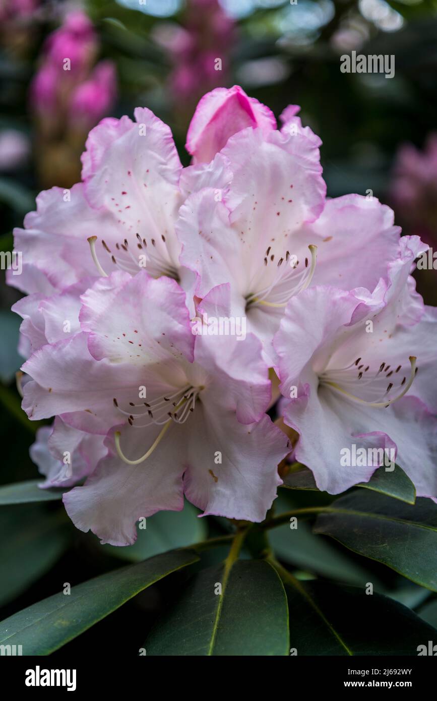 Rhododendron à Isabella Plantation, Richmond Park, Londres, Angleterre, Royaume-Uni Banque D'Images