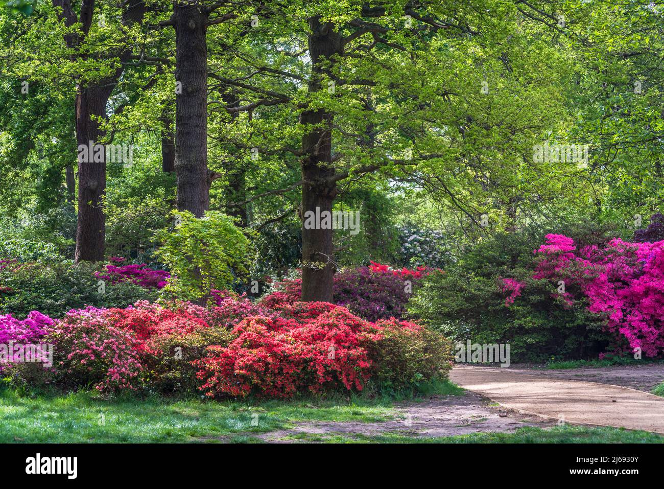 Azalea dans Isabella Plantation, Richmond Park, Londres, Angleterre, Royaume-Uni Banque D'Images