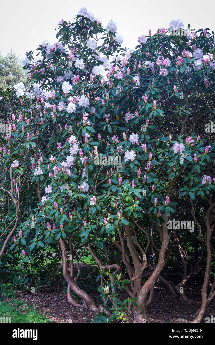 Rhododendron à Isabella Plantation, Richmond Park, Londres, Angleterre, Royaume-Uni Banque D'Images