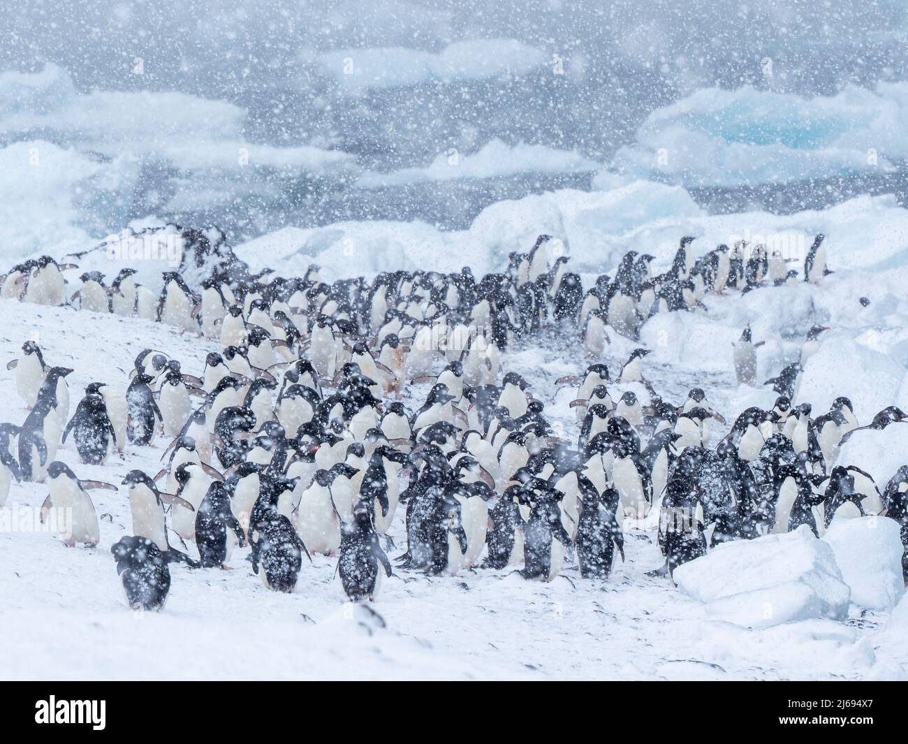 Adelie Penguins (Pygoscelis adeliae), marchant sur la plage dans une tempête de neige, Brown Bluff, Antarctique, régions polaires Banque D'Images