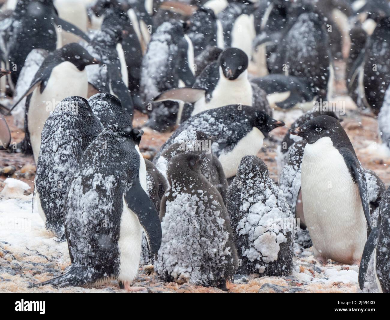 Adelie Penguins (Pygoscelis adeliae), colonie reproductrice dans une tempête de neige à Brown Bluff, Antarctique, Antarctique, régions polaires Banque D'Images