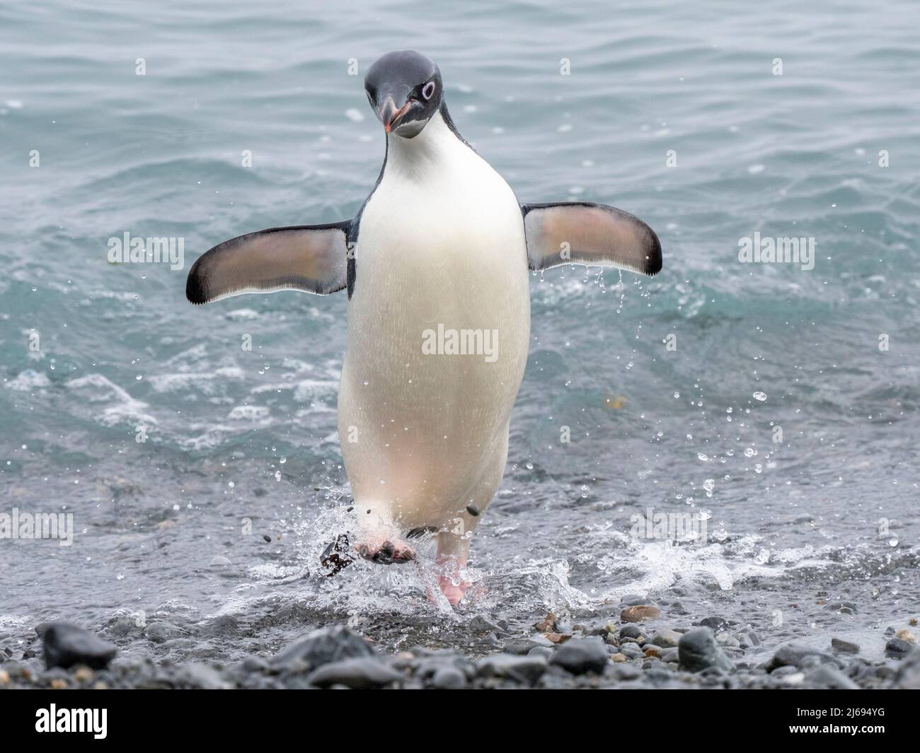 Pingouin d'Adelie (Pygoscelis adeliae), sur la plage revenant de la mer, Tay Head, île de Joinville, Antarctique, régions polaires Banque D'Images