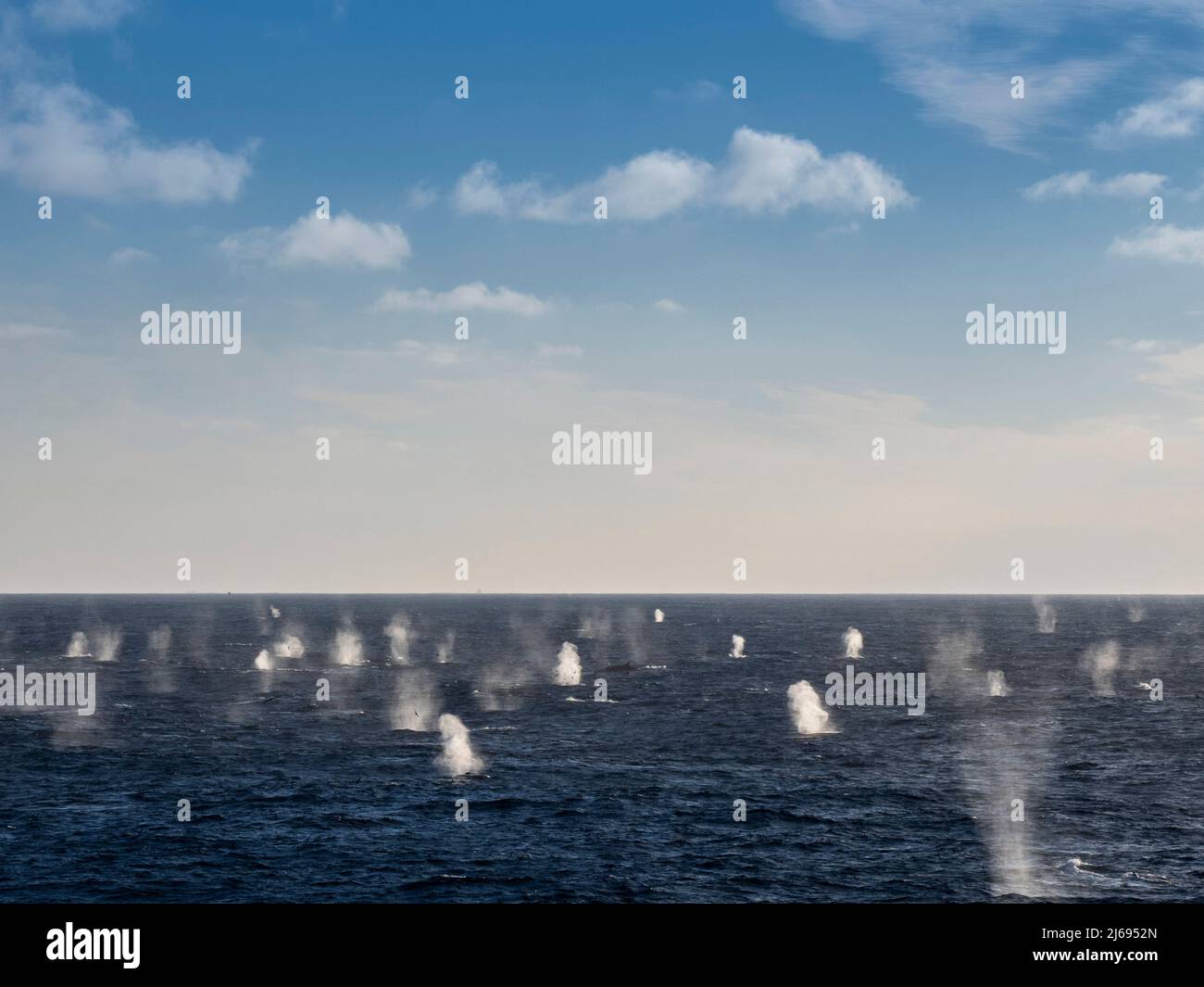 Rorquals communs adultes (Balaenoptera physalus), se nourrissant de krill près de l'île Coronation, des îles Orcades du Sud, de l'Antarctique, des régions polaires Banque D'Images