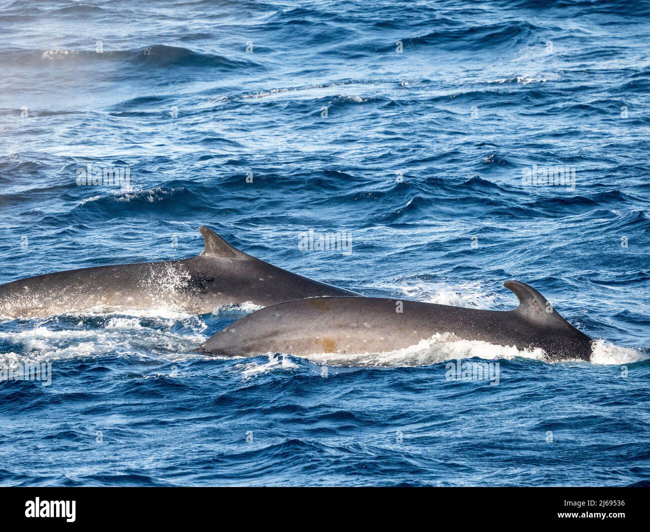 Rorquals communs adultes (Balaenoptera physalus), se nourrissant de krill près de l'île Coronation, des îles Orcades du Sud, de l'Antarctique, des régions polaires Banque D'Images