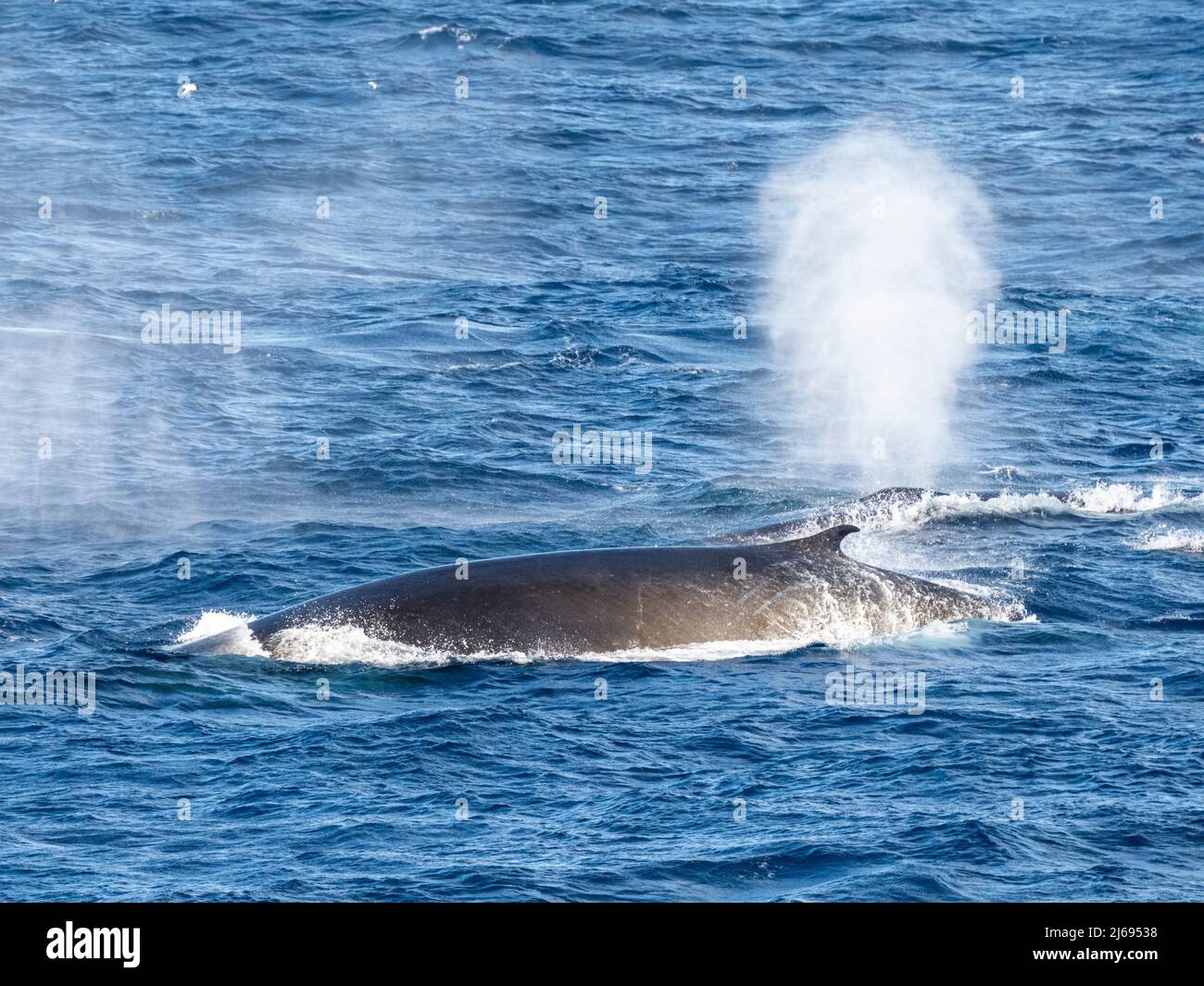 Rorquals communs adultes (Balaenoptera physalus), se nourrissant de krill près de l'île Coronation, des îles Orcades du Sud, de l'Antarctique, des régions polaires Banque D'Images