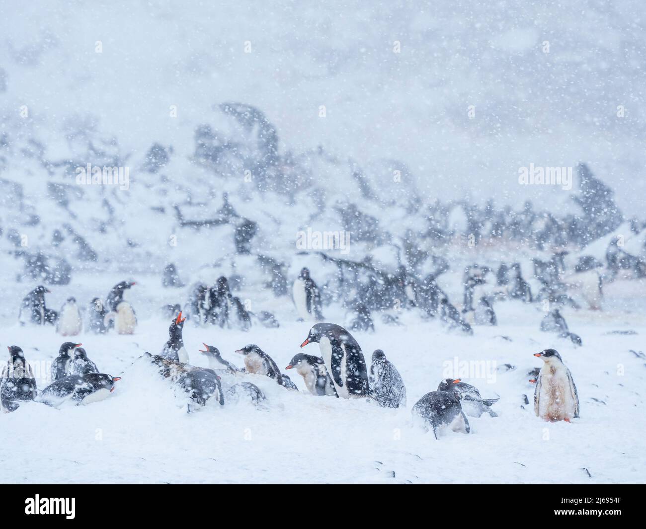 Penguins Gentoo (Pygoscelis papouasie), en colonie de reproduction pendant une tempête de neige, Brown Bluff, Antarctique, régions polaires Banque D'Images