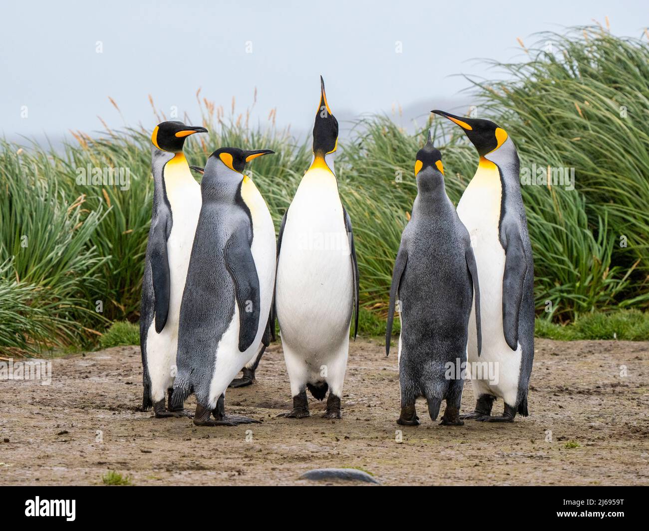 Pingouins de roi adultes (Aptenodytes patagonicus), exposés en salle d'audience dans la plaine de Salisbury, Géorgie du Sud, Atlantique Sud, régions polaires Banque D'Images