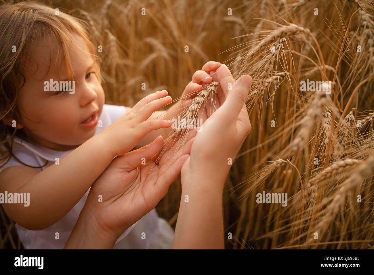 L'enfant et la mère sont le blé de course. Orge mûre, récolte de grain pour la farine et le pain. Amour de la nature, tendresse, bonheur. Famille sur le terrain au coucher du soleil. Touches tremblantes. Pointe de soleil de blé Banque D'Images