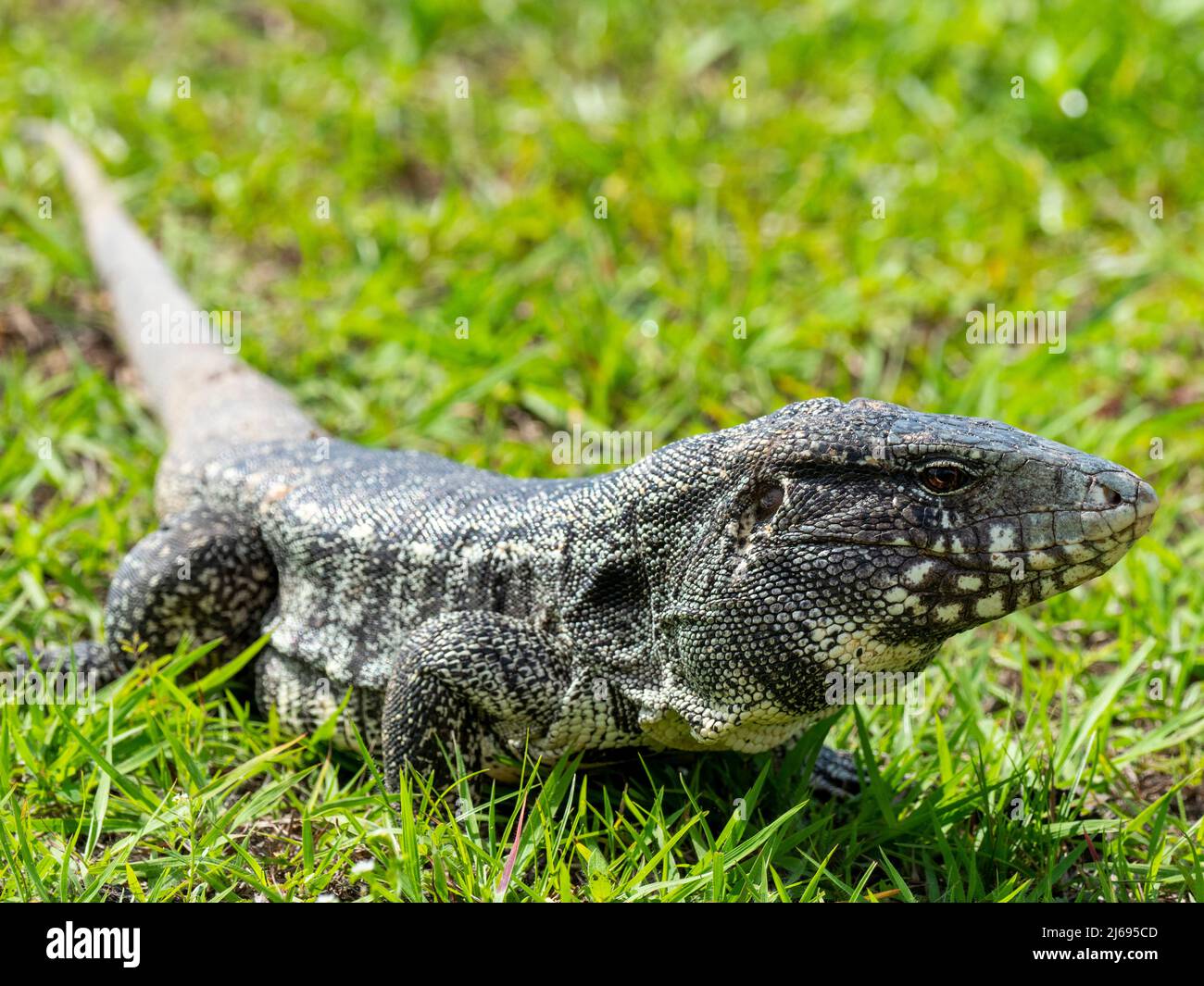 Tegu noir et blanc argentin (Salvator merianae), Pousada Piuval, Mato Grosso, Pantanal, Brésil, Amérique du Sud Banque D'Images