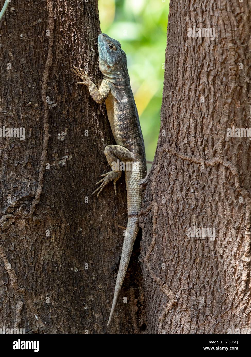 Lézard de lave d'Amazone (Tropidurus torquatus), Pouso Allegre, Mato Grosso, Pantanal, Brésil, Amérique du Sud Banque D'Images