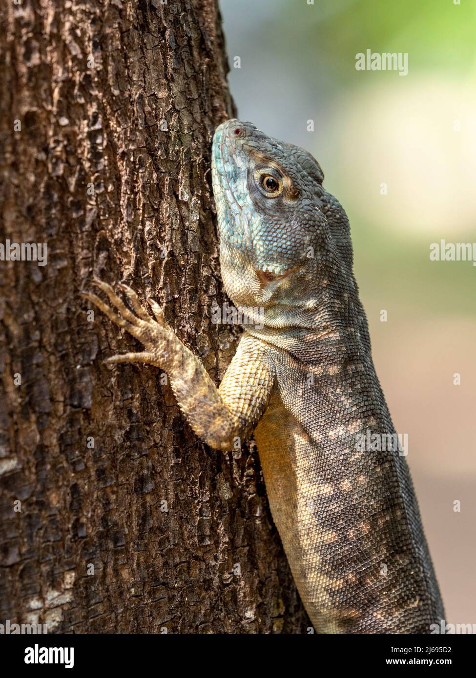 Lézard de lave d'Amazone (Tropidurus torquatus), Pouso Allegre, Mato Grosso, Pantanal, Brésil, Amérique du Sud Banque D'Images