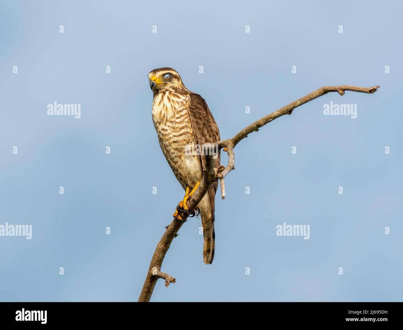 Kite à bec accroché adulte (Chondrohierax uncinatus), sur le Rio Tres Irmao, Mata Grosso, Pantanal, Brésil, Amérique du Sud Banque D'Images