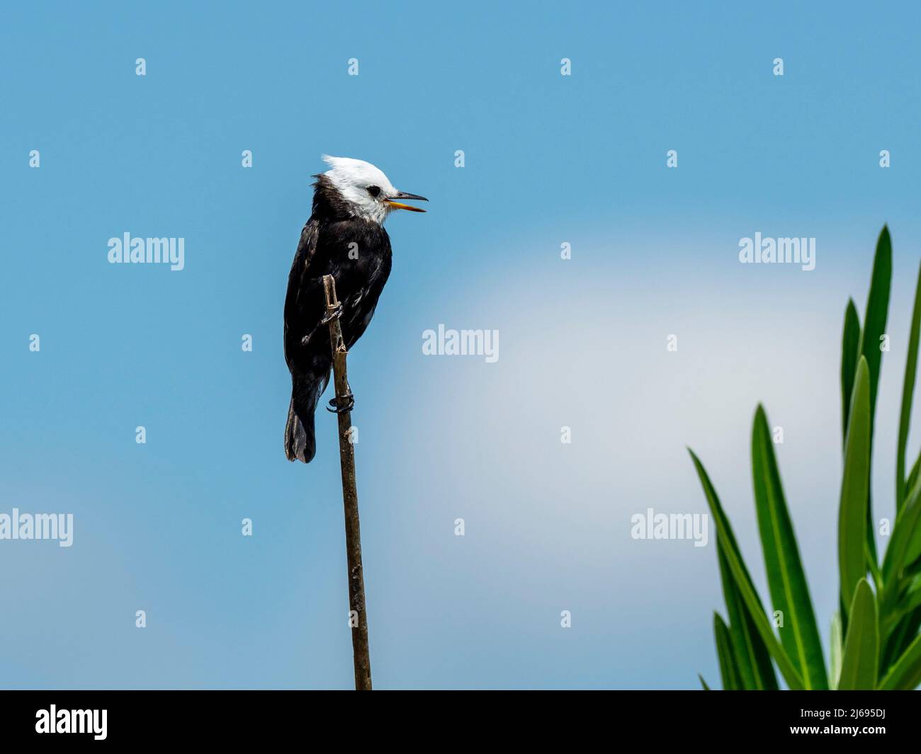 Homme adulte tyran d'eau masquée (Fluvicola nengeta), sur les rives du Rio Tres Irmao, Mata Grosso, Pantanal, Brésil, Amérique du Sud Banque D'Images